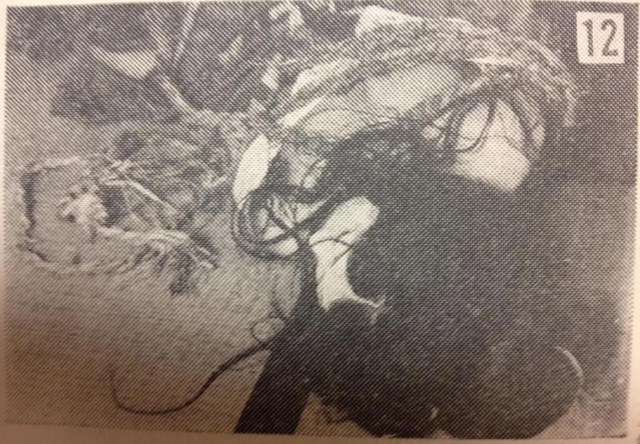 itoh seiu shibari foto 12